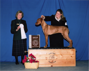 Rhodesian Ridgeback