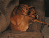 Ridgeback